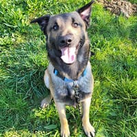 LUCKY (réservé), chien à adopter
