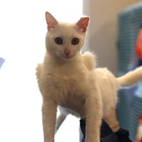 KIKOU, chat à adopter