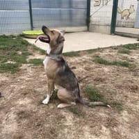 VAHIA, chienne à adopter