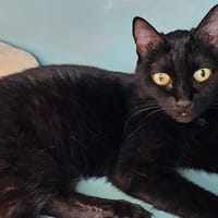 REGLISSE C, chatte à adopter