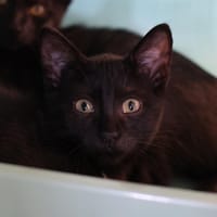 SENCHA, chatte à adopter