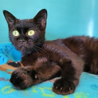 vanille, chatte à adopter