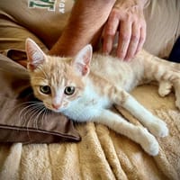 ALOA, chatte à adopter