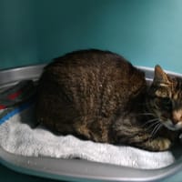 YUMI, chatte à adopter