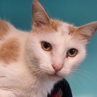 GLADIATOR QCT, chat à adopter