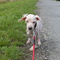 Eliot, chien à adopter