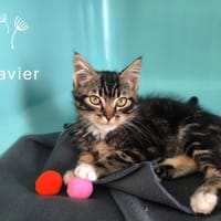 Javier, chat à adopter