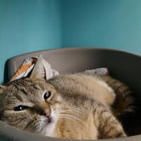 SMOKY, chat à adopter