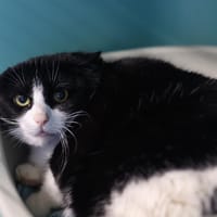ZEDKO, chatte à adopter