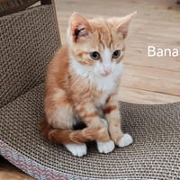 banana, chat à adopter