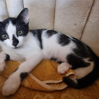 Magic, chatte à adopter