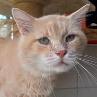 POPCORN QCT, chat à adopter