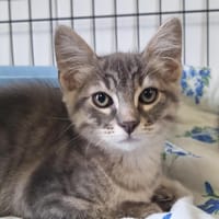 ARES, chat à adopter