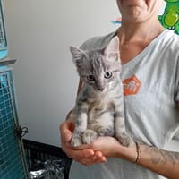 Arthur, chat à adopter