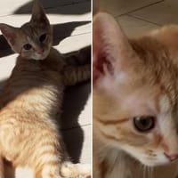 CHILI, chat à adopter