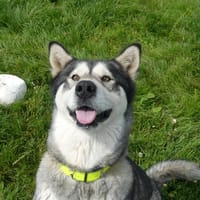 PRYANKA, chienne à adopter