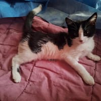 ANGIE, chatte à adopter