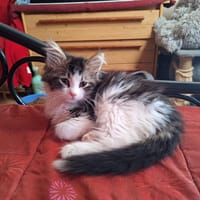 AZIO, chat à adopter