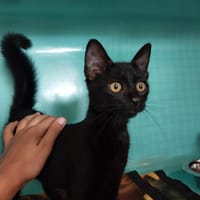 BLACK, chat à adopter
