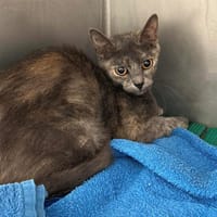 CENDRILLON, chatte à adopter