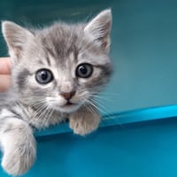 Crepe, chatte à adopter