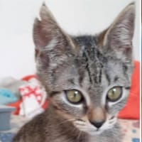 DOLLY, chatte à adopter