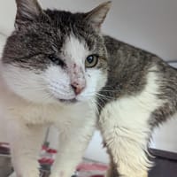 CHAMPION QCT, chat à adopter