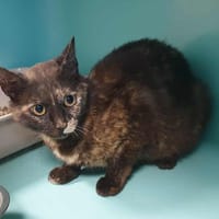 JUMANJI QCT, chatte à adopter