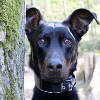 LEïA, chienne à adopter
