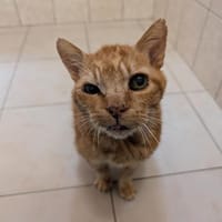 LOULOU QCT, chat à adopter