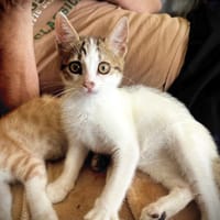ARTY, chat à adopter