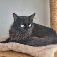 ULINE, chatte à adopter