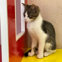 ALTO, chat à adopter