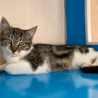 AEL, chatte à adopter