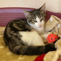 AZIA, chatte à adopter