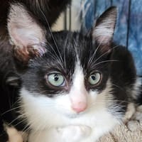 RIESLING QCT (Moka), chat à adopter