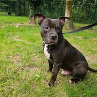 BEETOVEN PAA22935, chien à adopter