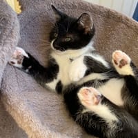 Pablo, chat à adopter