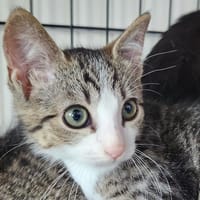 SONOMA QCT (Yuki), chatte à adopter