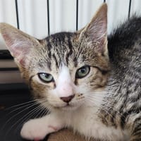 PETRUS QCT (ZUMI), chatte à adopter