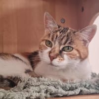 ELIA, chatte à adopter