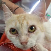 PRALINE QCT, chatte à adopter