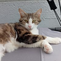 SIDO, chatte à adopter