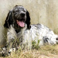 TINO, chien à adopter
