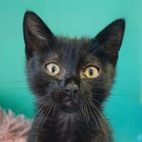 BOB, chat à adopter