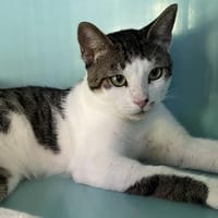 KOUMAL, chat à adopter