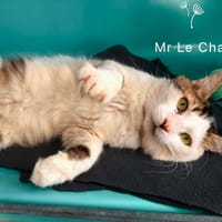 MR LECHAT, chat à adopter