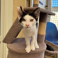 oro, chat à adopter