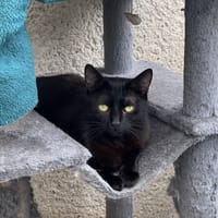 TIPLI, chatte à adopter