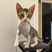 luna, chatte à adopter